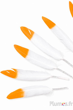 Gans saffraan punt - 10-15 cm - wit-crème